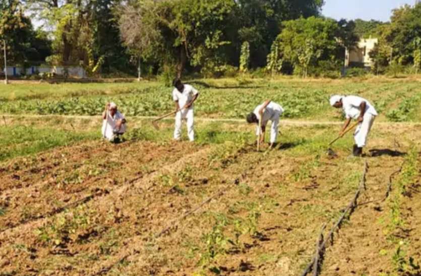 वडोदरा सेंट्रल जेल में 20 कैदी बने किसान वडोदरा सेंट्रल जेल में 20 कैदी बने किसान