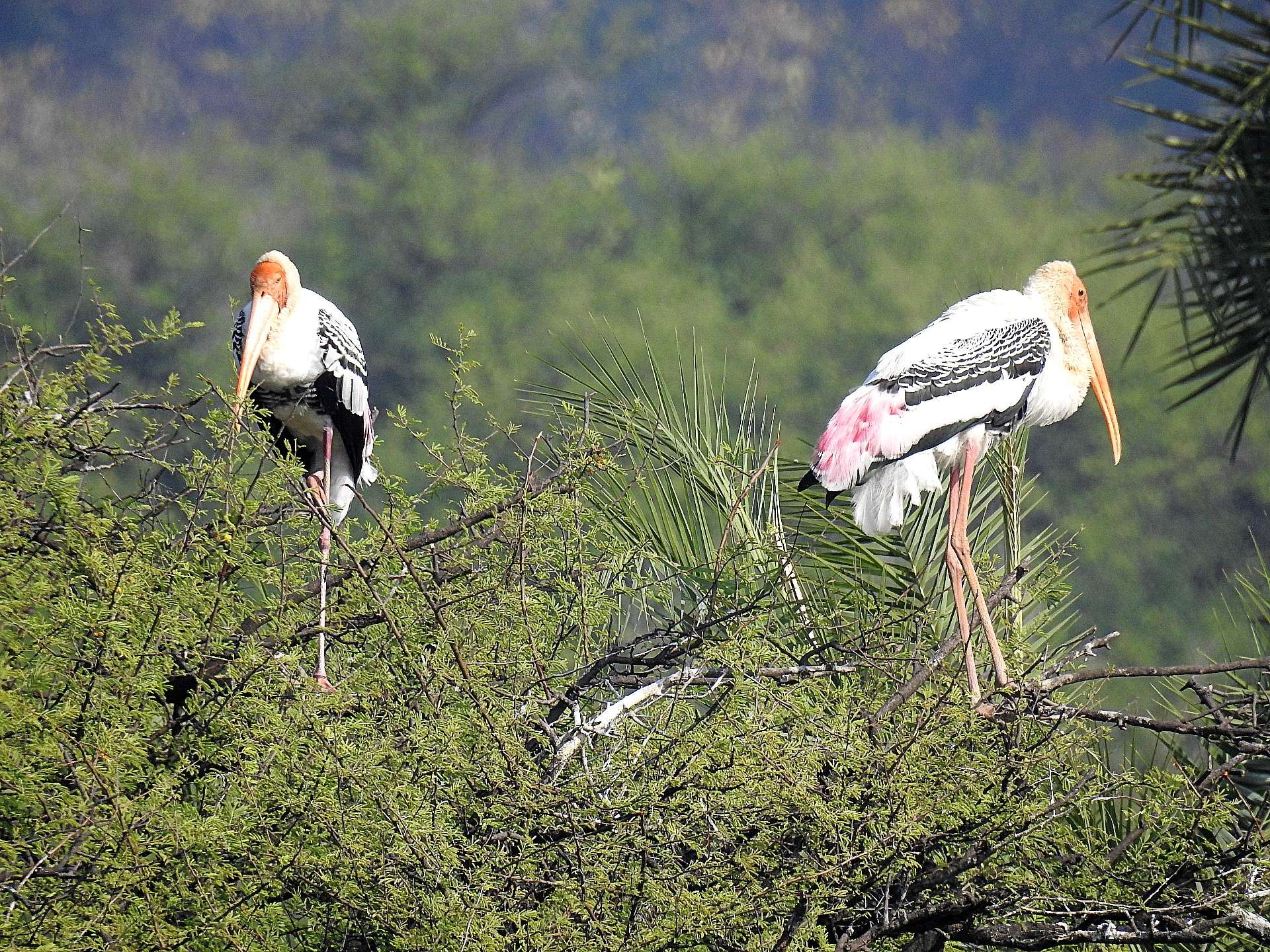 painted_stork.jpg