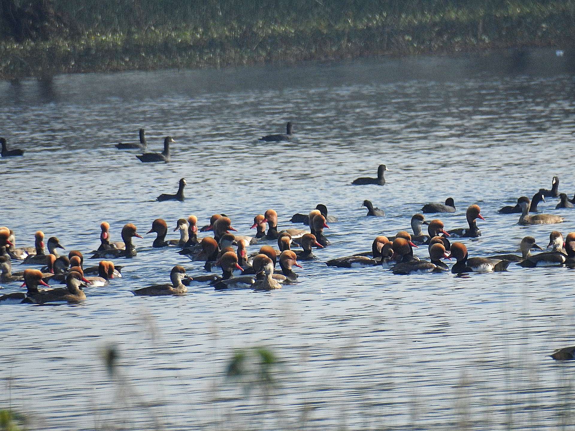 red_crested_pochard.jpg