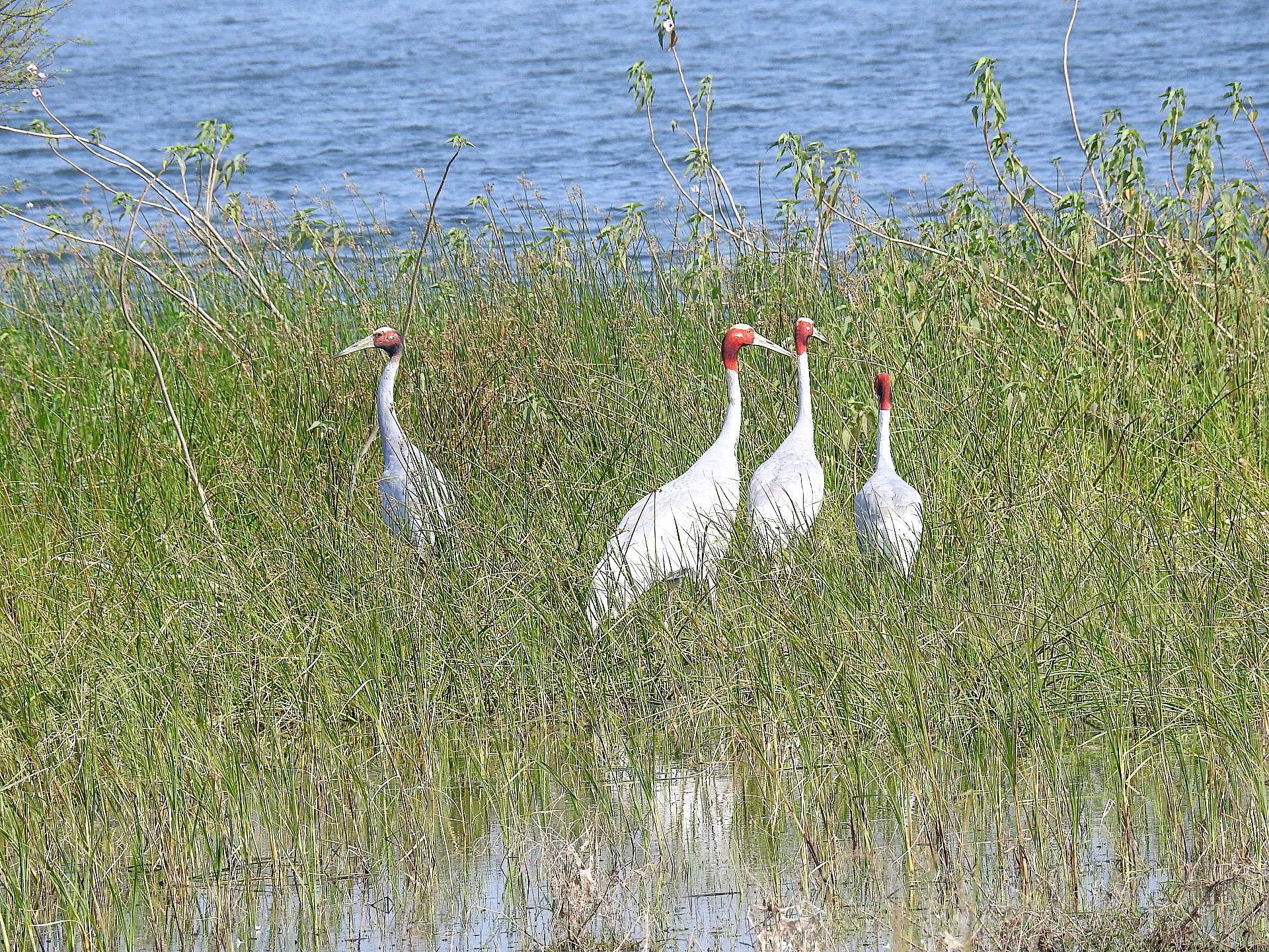 sarus_crane.jpg