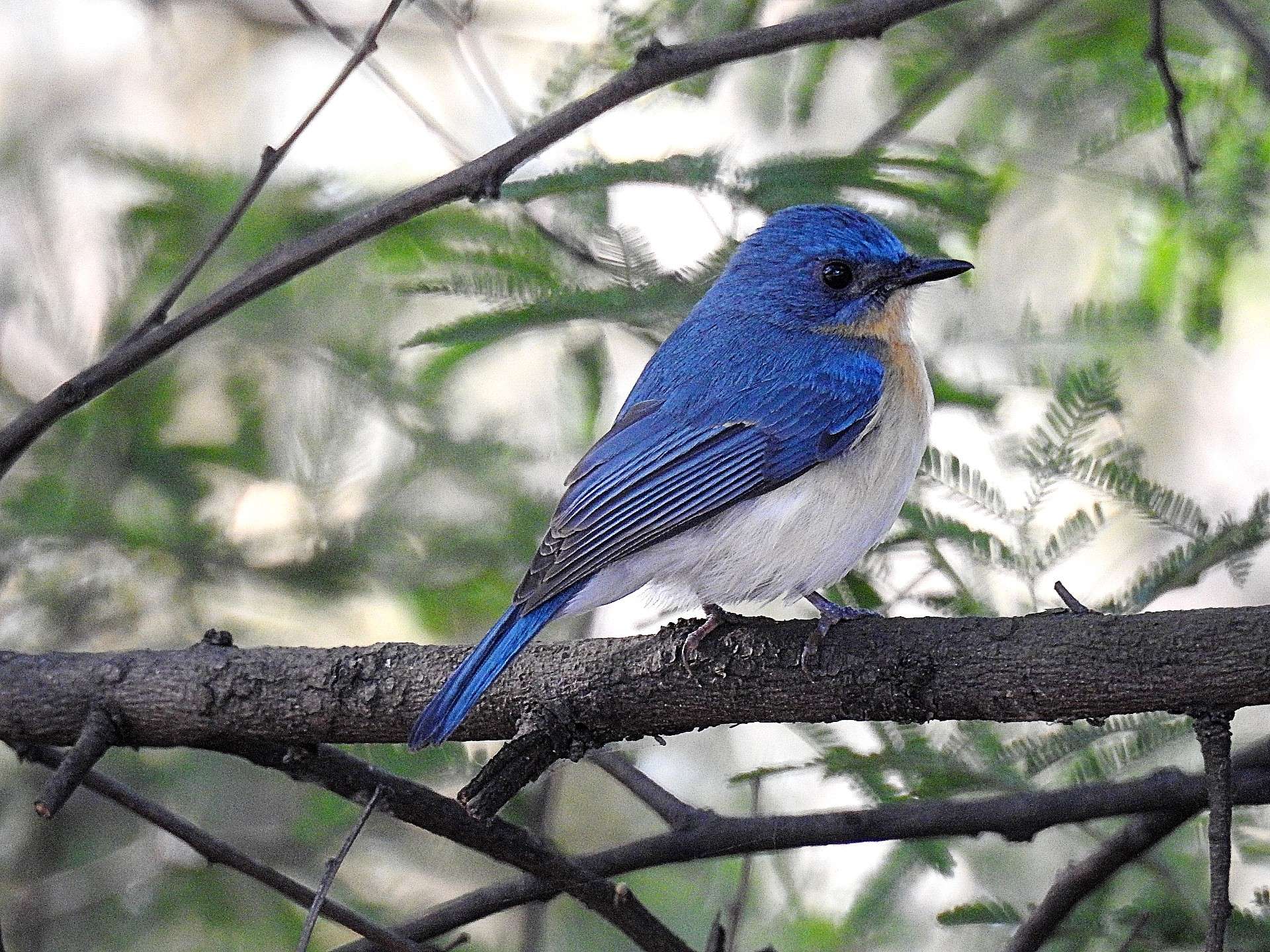 tickells_blue_flycatcher.jpg