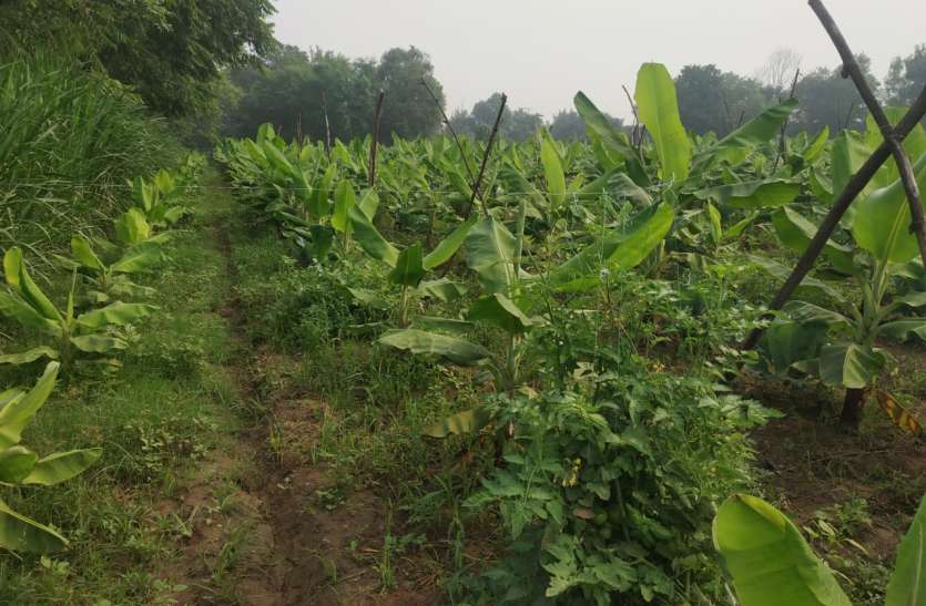कई फसलें उगा रहे वडोदरा जिले के वांकानेर निवासी धर्मेश पटेल कई फसलें उगा रहे वडोदरा जिले के वांकानेर निवासी धर्मेश पटेल