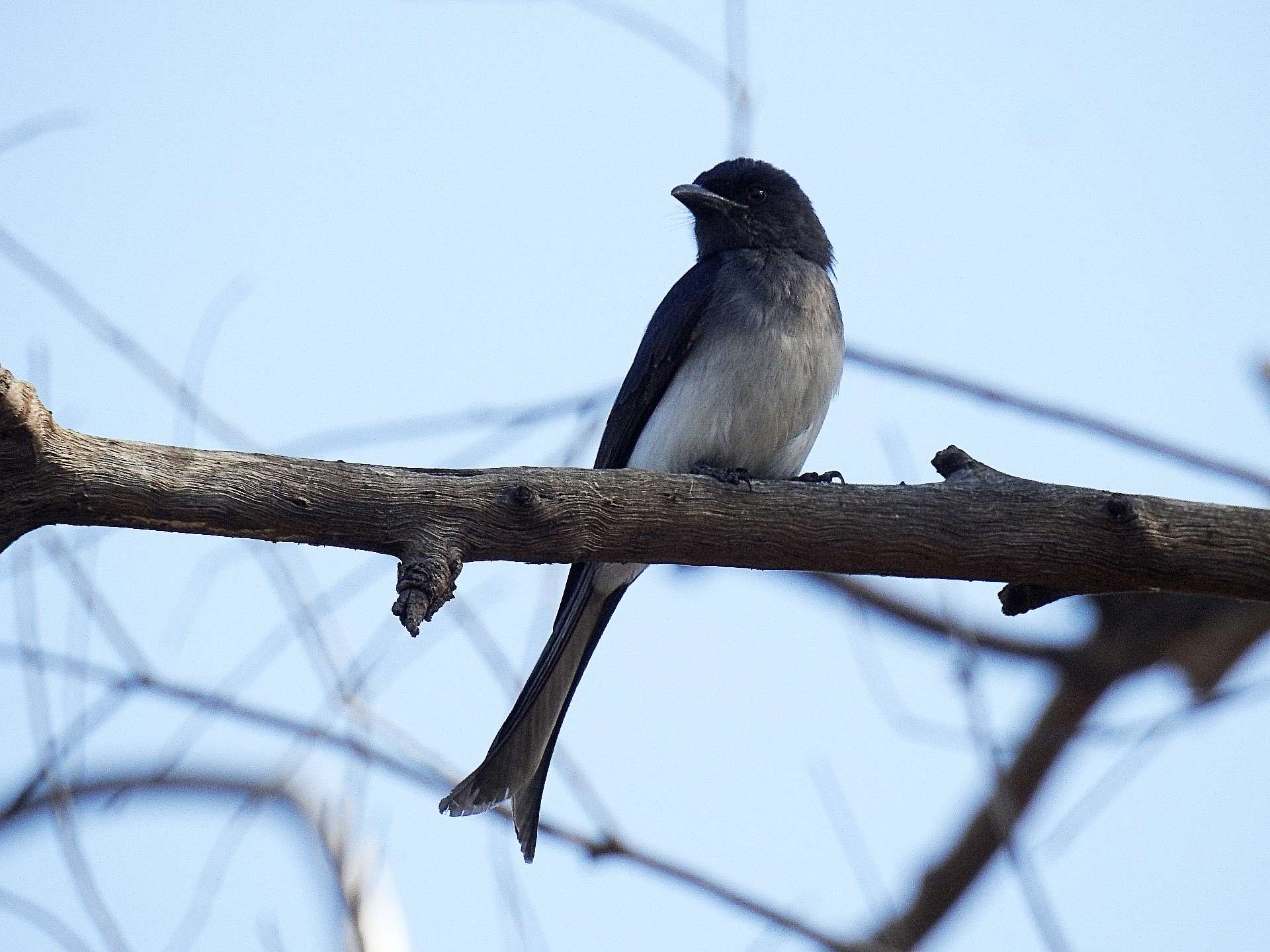 white_bellied_drongo.jpg