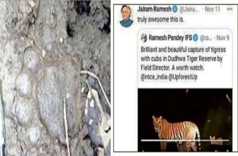 बाघ के पंजे के निशान मिले, ग्रामीणों में डर का माहौल बाघ के पंजे के निशान मिले, ग्रामीणों में डर का माहौल