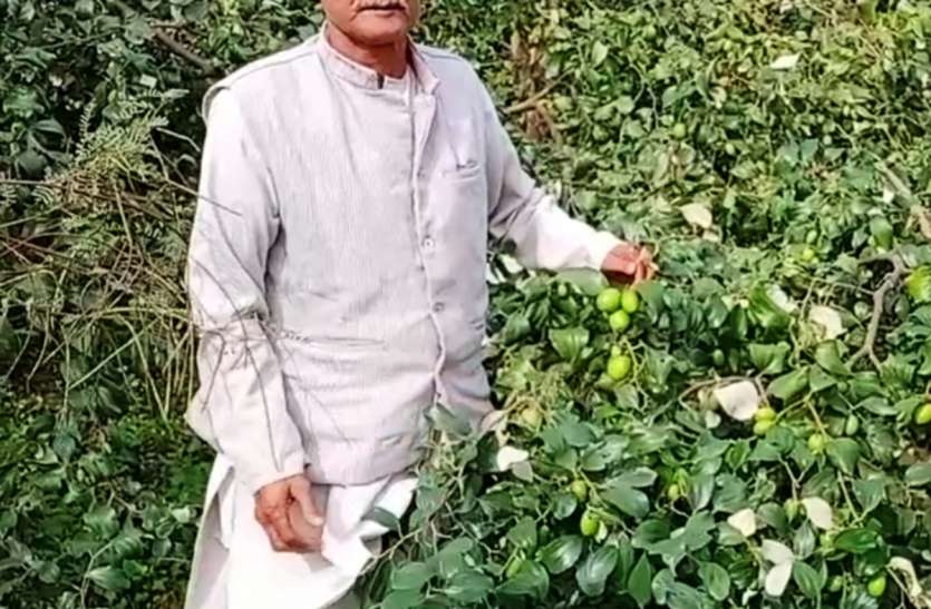 Farmer प्रगतिशील इस किसान ने जैविक तरीके से तैयार की थाई एपल बेर की फसल, हर साल कमाता है लाखों