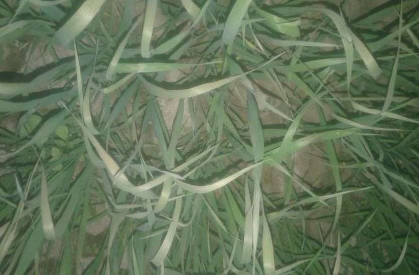 गैस रिसाव से खराब हो रही है अन्नदाता की मेहनत गैस रिसाव से खराब हो रही है अन्नदाता की मेहनत