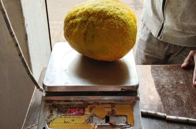 lemon.jpg ढाई किलो का नींबू देख लोगों के उड़े होश, किसान के खेत में जाकर सेल्फी लेने वालों की लगी भीड़