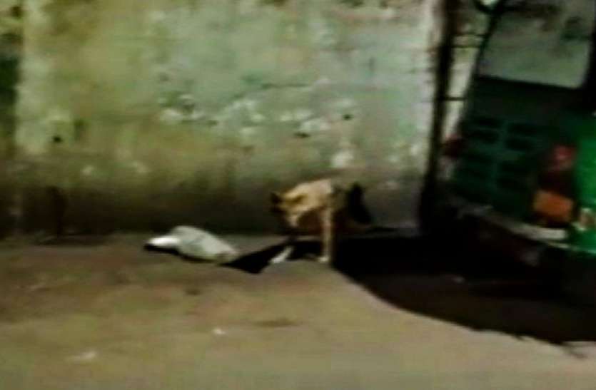गुजरात के किस शहर में बार-बार दिख रही है लोमडिय़ां... गुजरात के किस शहर में बार-बार दिख रही है लोमडिय़ां...