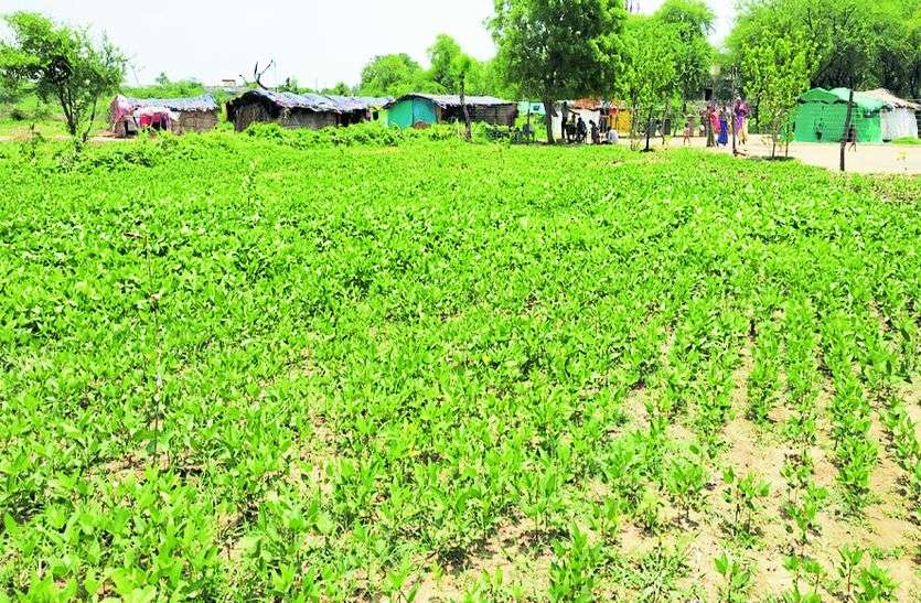 moikalan, kota चरागाह भूमि पर अतिक्रमण, कहां ले जाए गोवंश...