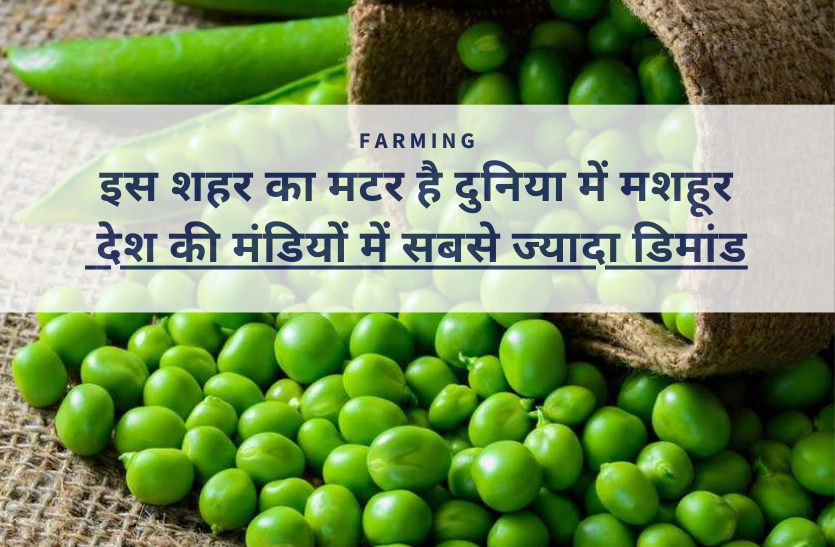 pea.png इस शहर का मटर है दुनिया में मशहूर, देश की मंडियों में सबसे ज्यादा डिमांड