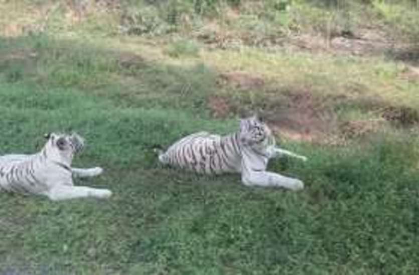 rewa चिडिय़ाघर में घटते बाघों की संख्या ने बढ़ाई टेंशन, देशभर में की जाएगी मांग