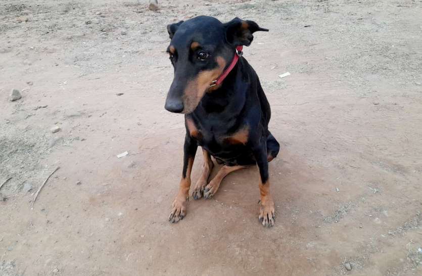 Dog squad plays an important role in the murder of a boy बालक की हत्या के खुलासे में डॉग स्क्वायड की रही महत्वपूर्ण भूमिका
