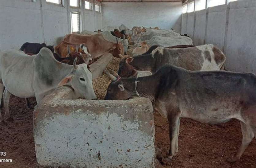 अजीविका मिशन और पंचायत के बीच उलझी गोशाला की राशि अजीविका मिशन और पंचायत के बीच उलझी गोशाला की राशि