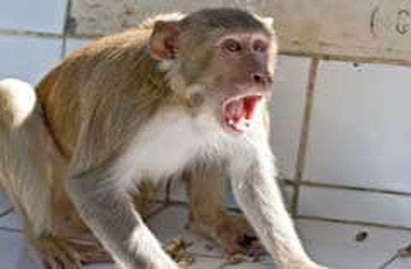 monkey attack - शोर मचाने पर भागे बंदर monkey attack - शोर मचाने पर भागे बंदर