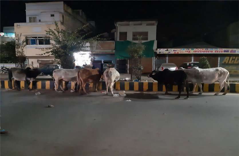 Dustbins placed between dividers डिवाइडरों के बीच लगा दिए डस्टबिन, बीच रोड पर लग रहा है मवेशियों का जमावड़ा