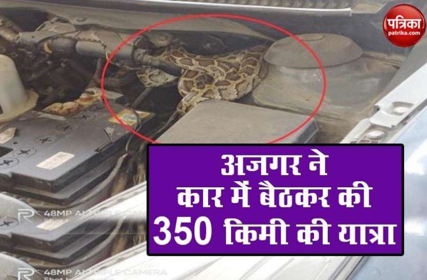 azgar.jpg इंसानों के साथ गाड़ी में बैठकर अजगर ने की 350 किमी की यात्रा, मैकेनिक ने खोला बोनट तो मचा हड़कंप
