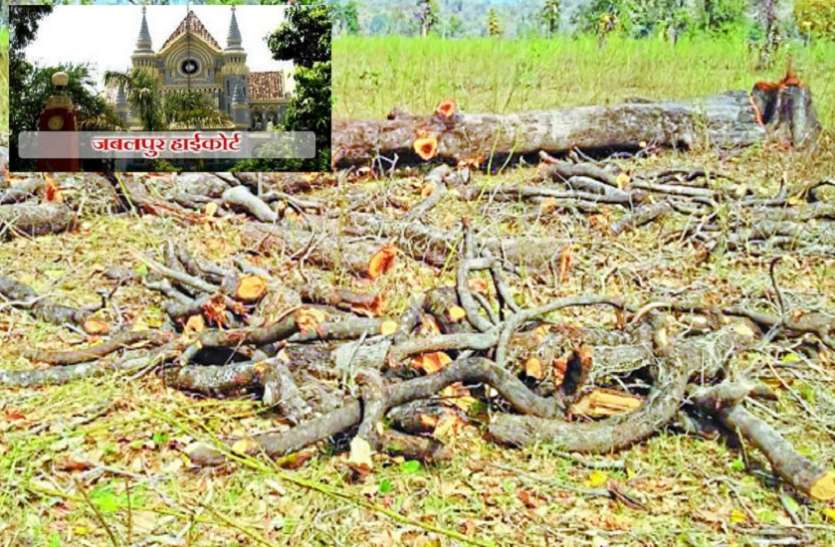 जंगल के सदियों पुराने वृक्षों को काट कर बना दिया मैदान 300 साल पुराने पेड़ काटकर जंगल को बना दिया मैदान