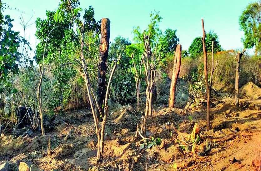 850 पेड़ों की शिफ्टिंग शुरू, लगाने थे 20 फीट दूर, 2-5 फीट पर ही लगा रहे 850 पेड़ों की शिफ्टिंग शुरू, लगाने थे 20 फीट दूर, 2-5 फीट पर ही लगा रहे