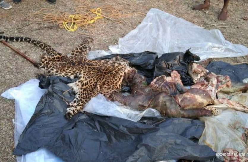 Leopard hunted with noose, hides were taken out midnight फंदा लगाकर तेंदुआ का शिकार, आधी रात निकाल रहे थे खाल