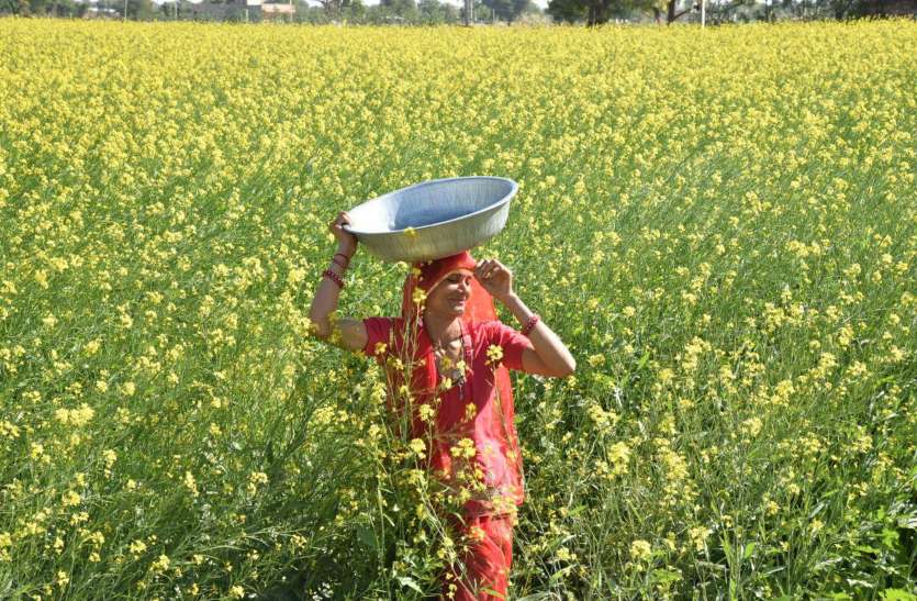खेतों में लहलहाने लगी रायड़े की फसल खेतों में लहलहाने लगी रायड़े की फसल