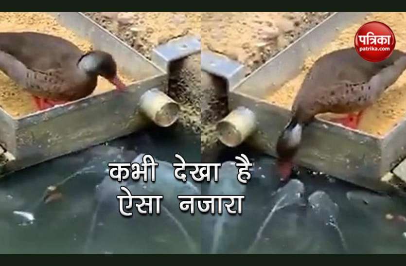 duck fish Video : बतख ने भूखी मछलियों को खिलाया दाना, लोगों ने कहा- इंसानों को कुछ सीखना चाहिए