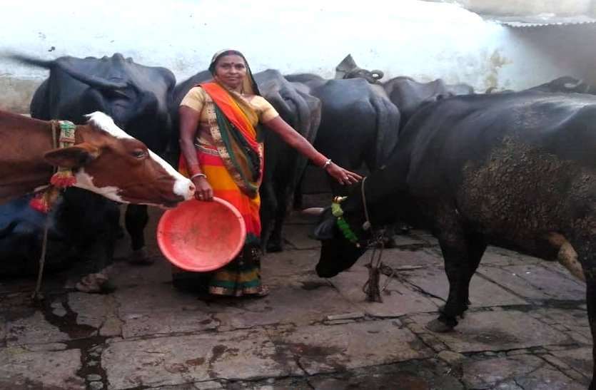 गोधन न्याय योजना: चंदखुरी की सावित्री गोबर बेचकर बनी लखपति, द्रौपदी ने शुरू किया डेयरी व्यवसाय
