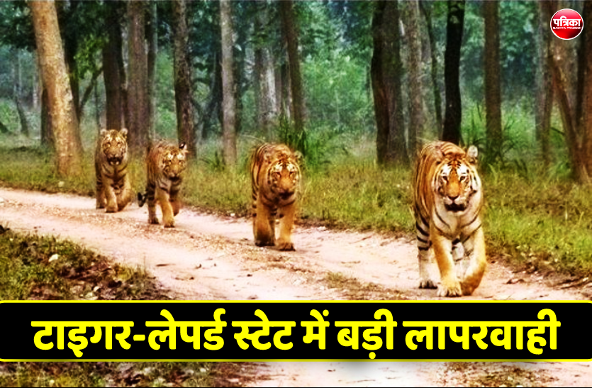 0_1.png टाइगर-लेपर्ड स्टेट में बड़ी लापरवाही, 15 दिन में दो बाघ तोड़ चुके हैं दम