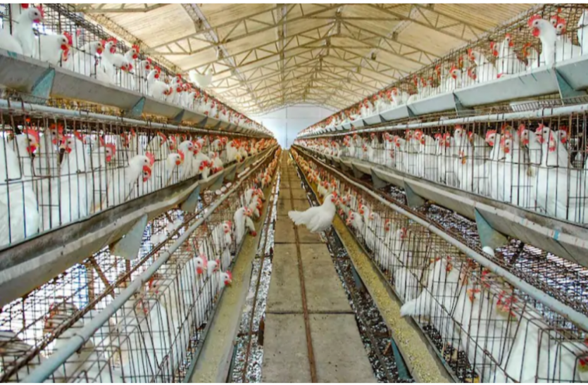bird_flu_6549444_835x547-m_1.png पक्षियों का शिकार कर रही महामारी राजस्थान में 252 कौओं की मौत