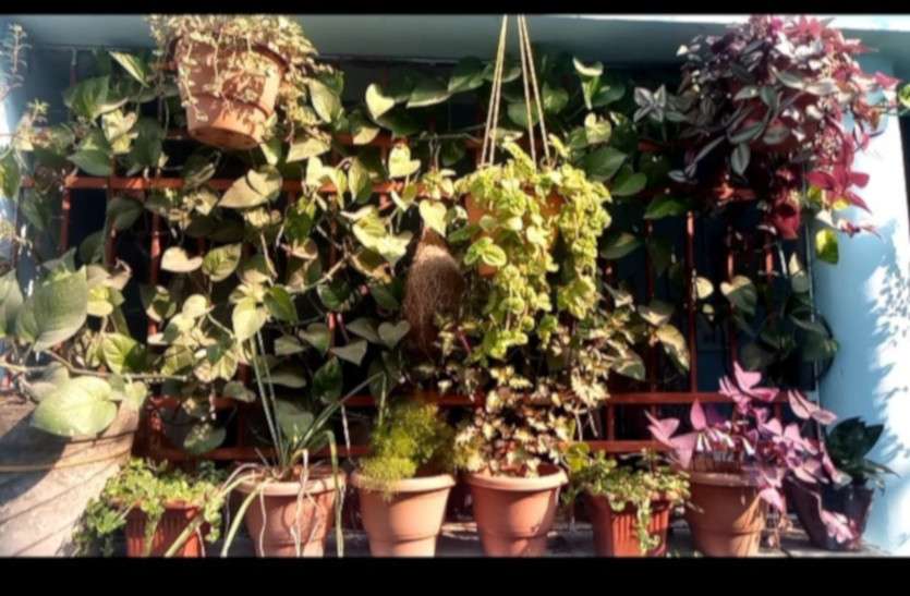 garden.jpg