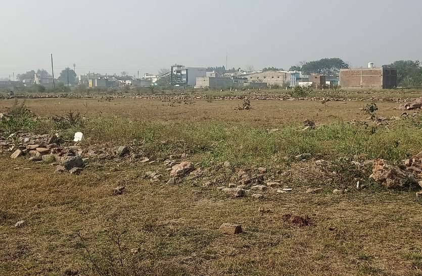 Illegal plating in an area of five acres behind Sai temple.