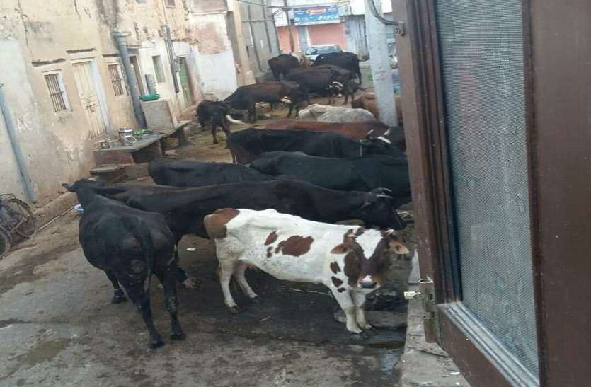 शहर के तोलाराम पालीवाल की गली का ये हाल स्मार्ट सिटी में अवैध डेयरियों का संचालन, जिम्मेदार मौन तो फिर सुने कौन