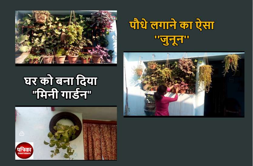 raipur_gsardening_news.jpg पौधे लगाने का ऐसा जुनून कि भाई-बहन ने मिलकर घर को बना दिया मिनी गार्डन