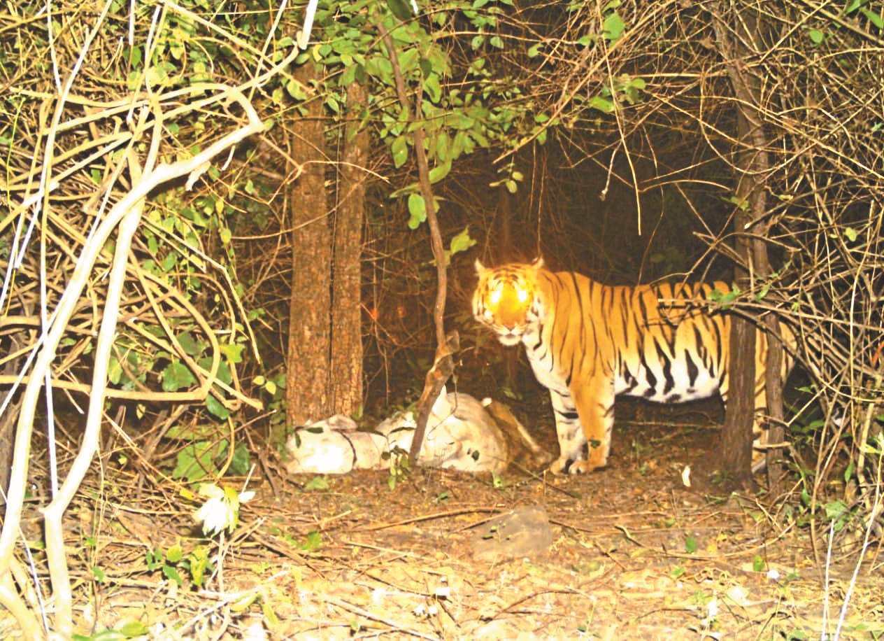 tiger.png