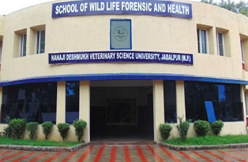 Veterinary University जबलपुर Veterinary University में दाखिले को होगी ऑनलाइन काउंसिलिंग, तिथि तय