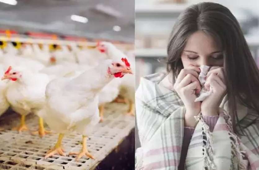 बर्ड फ्लू को लेकर अलर्ट जारी (प्रतीकात्मक फोटो) MP में BIRD FLU को लेकर अलर्ट जारी