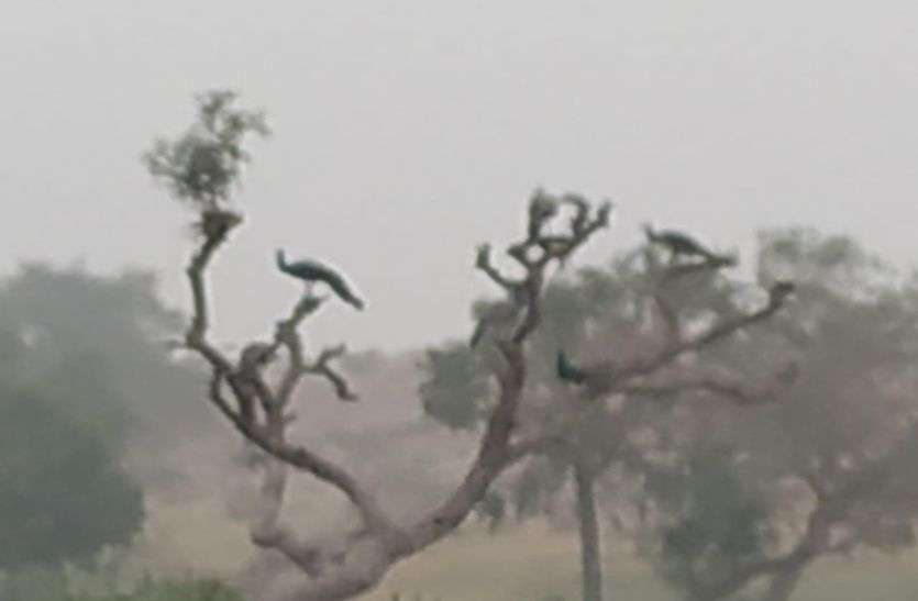 बाड़मेर में भारी कोहरे की चेतावनी, चार दिन रहेगा असर बाड़मेर में भारी कोहरे की चेतावनी, चार दिन रहेगा असर
