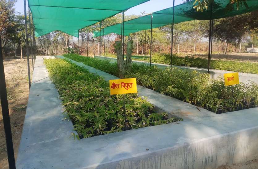 गांव की सरकार ने विकसित की नर्सरी, बनाया आय का साधन गांव की सरकार ने विकसित की नर्सरी, बनाया आय का साधन