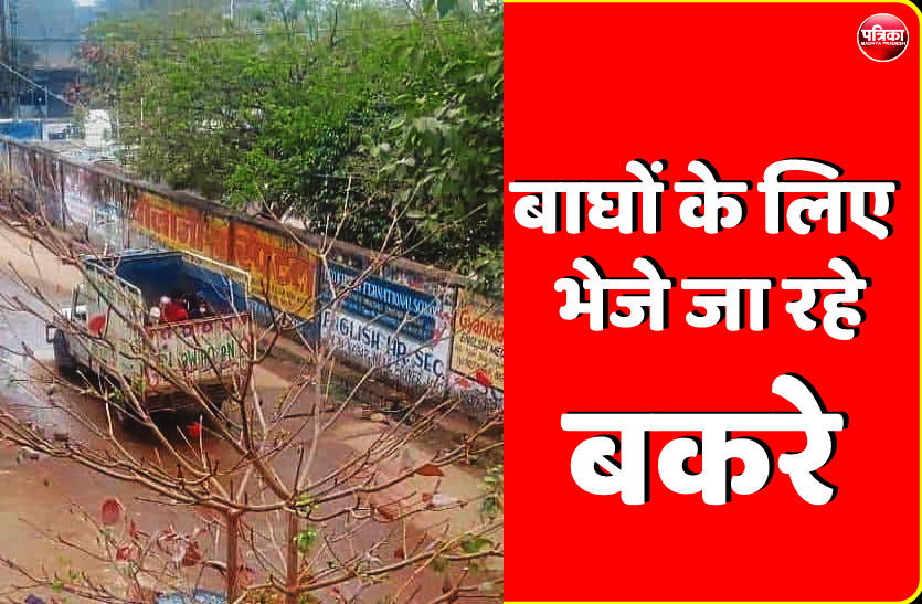 1_4.png दो बाघों की मौत के बाद जागा व्हाइट टाइगर सफारी प्रबंधन