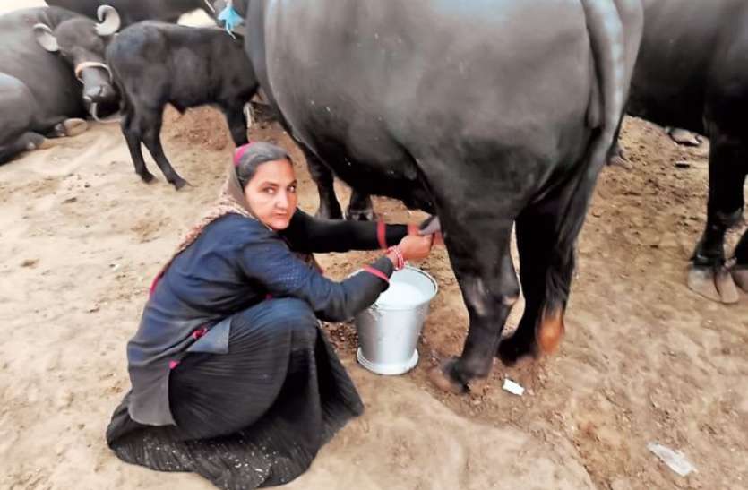 62-year-old Navalben Of Gujarat Sold Milk Worth Rs.1 Crore 10 Lakhs -  गाय-भैंस से दोस्ती कर आत्मनिर्भर बनी 62 वर्षीय महिला, करोड़ों में करती हैं  कमाई | Patrika News