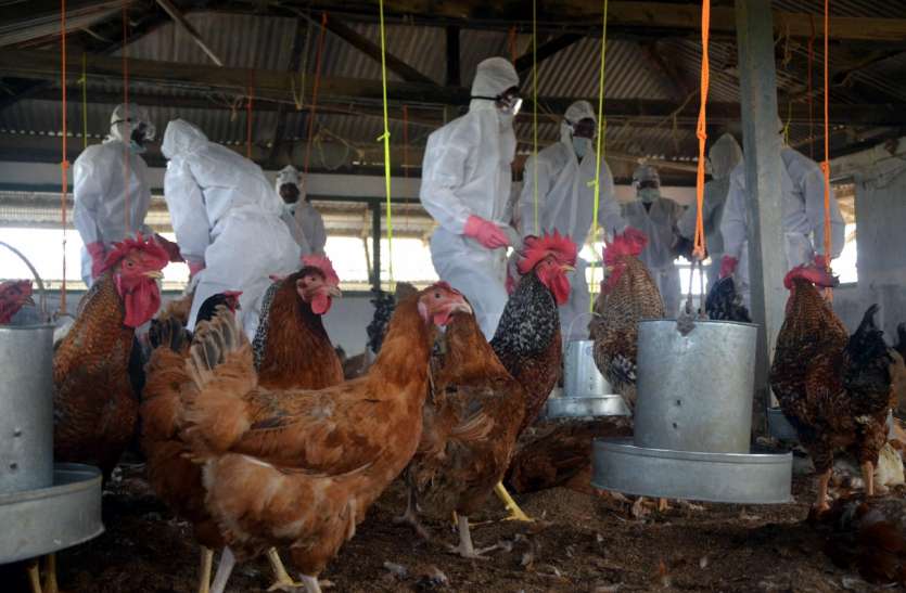 Chicken price can be up to 30 rupees, know the biggest reason for this 30 रुपए तक हो सकते हैं चिकन के दाम, जानिए इसकी सबसे बड़ी वजह