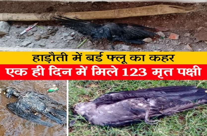 बर्ड फ्लू का कहर: एक ही दिन में मिले 123 मृत पक्षी बर्ड फ्लू का कहर: एक ही दिन में मिले 123 मृत पक्षी