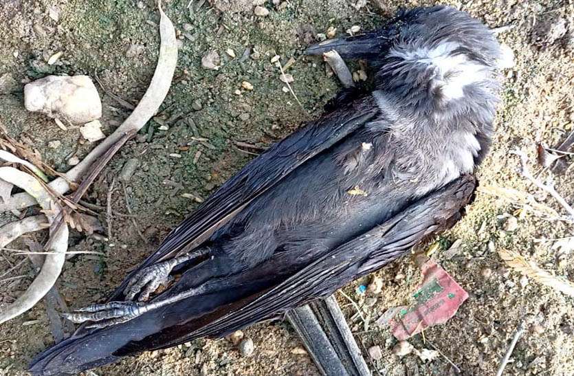 Bird flu: बंथली के विजयगढ़ गावं में एक दर्जन से अधिक कौओं की मौत Bird flu: बंथली के विजयगढ़ गावं में एक दर्जन से अधिक कौओं की मौत