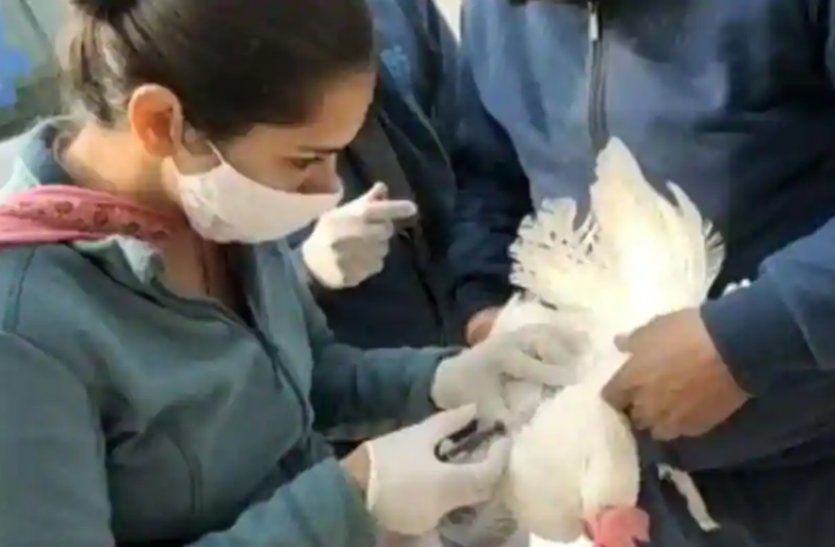 bird flu Bird Flu : देश के कई राज्यों में इस बीमारी ने दी दस्तक, अलर्ट जारी