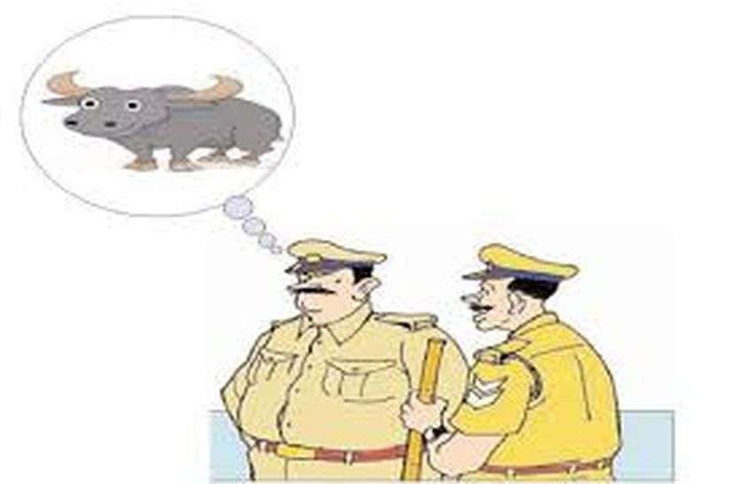 कबूतर के बाद अब भैंस बनी पुलिस की परेशानी कबूतर के बाद अब भैंस बनी पुलिस की परेशानी
