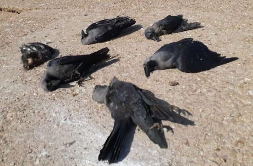 crow_1.jpg छत्तीसगढ़ में अब तक बर्ड फ्लू की पुष्टि नहीं: बालोद में कौव्वों की असामान्य मृत्यु की सैंपल रिपोर्ट निगेटिव