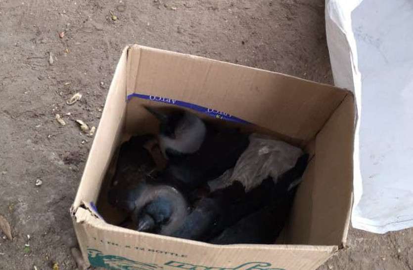 till now 53 crows died in Sawai Madhopur सवाई माधोपुर में अब तक 53 कौओं की मौत, पार्कों को बंद करने के आदेश
