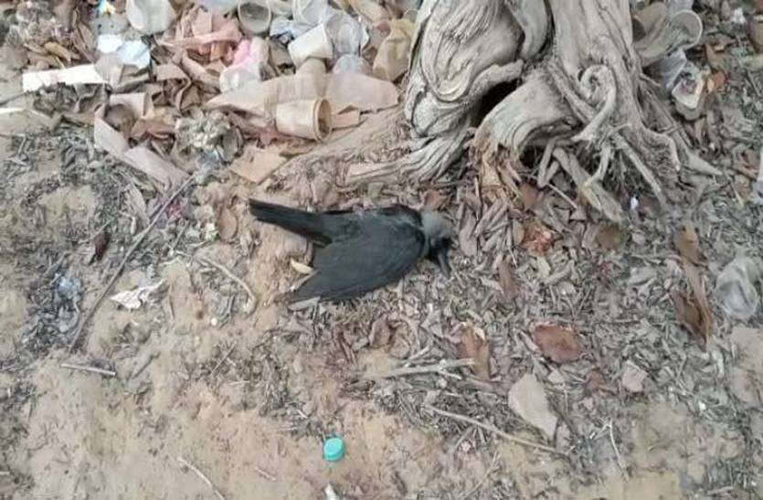 फलोदी में एक साथ 19 कौवों के मिले शव, बर्ड फ्लू की आशंका फलोदी में एक साथ 19 कौवों के मिले शव, बर्ड फ्लू की आशंका