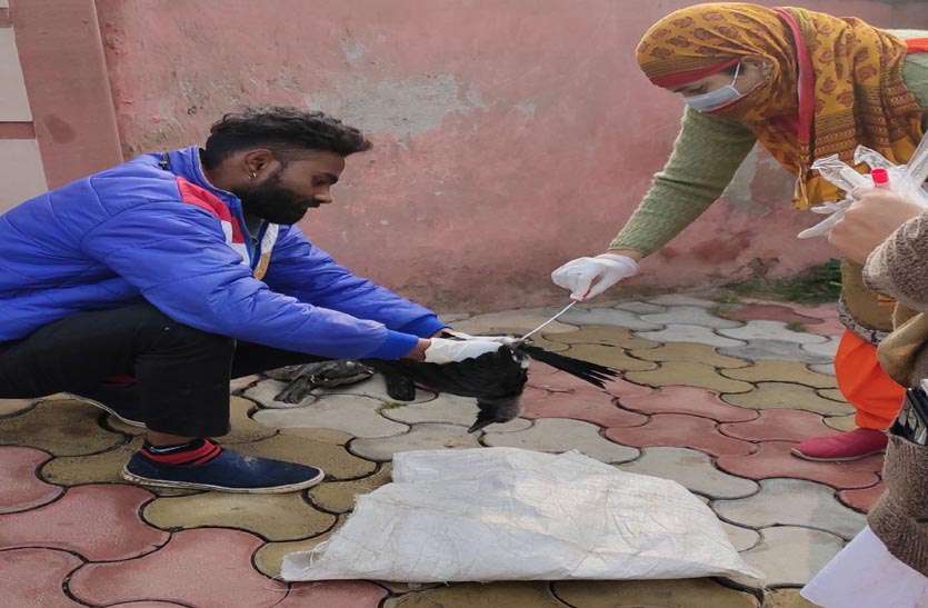 जिला भी आया बर्ड फ्लू की चपेट में दो दर्जन कौओं की मौत जिला भी आया बर्ड फ्लू की चपेट में दो दर्जन कौओं की मौत