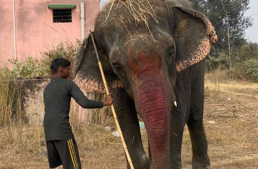 हाथी संरक्षण केंद्र में लायी गयी हथनी एम्मा - फ़ोटो - पत्रिका न्यूज़ नेटवर्क शराब पिला कर हथनी ‘एम्मा के साथ करते थे अत्याचार ,वाइल्ड लाइफ ने बचाकर किया उपचार