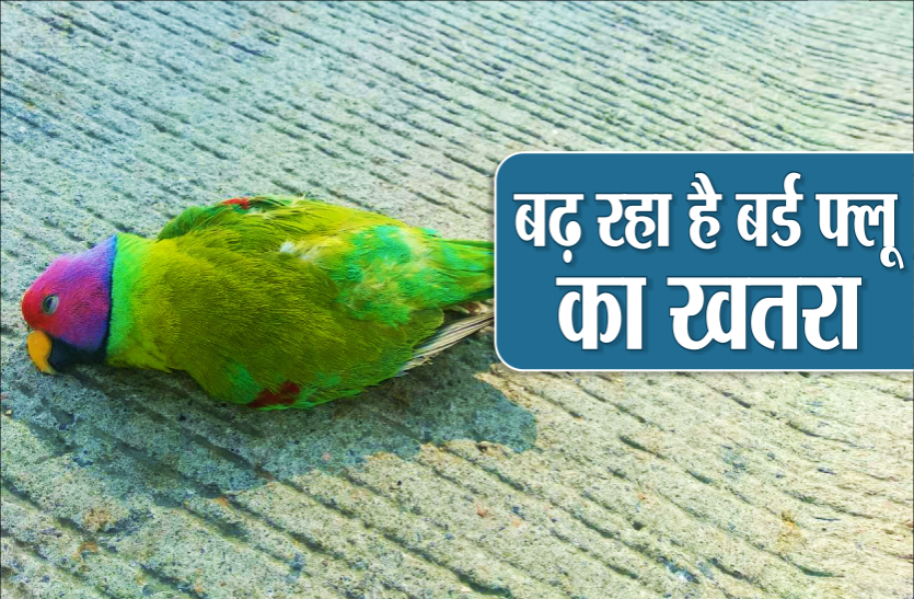 बढ़ रहा है बर्ड फ्लू का खतरा : कौवों के बाद अब मृत मिला तोता, लोगों में दहशत बढ़ रहा है बर्ड फ्लू का खतरा : कौवों के बाद अब मृत मिला तोता, लोगों में दहशत